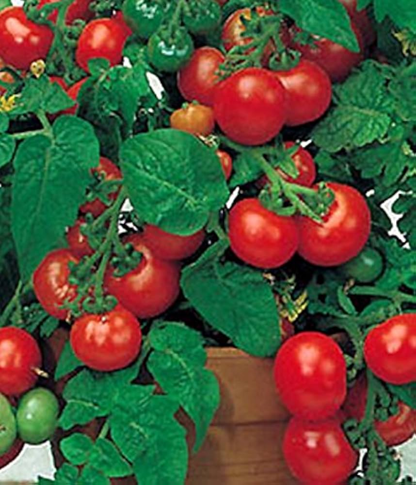 Bellstar (tomato) for planting in garden
